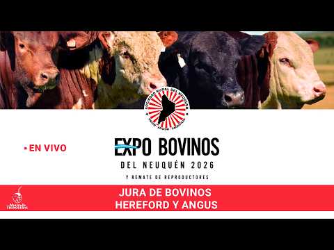Expo Bovinos 2026. Rural del Neuquén. Jura de Clasificación