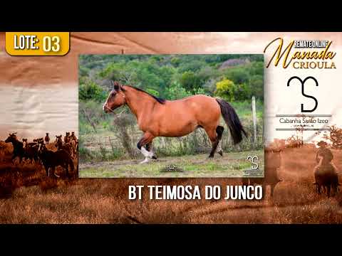 Lote 3- BT TEIMOSA DO JUNCO