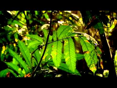 BBC The Link Uncovering Our Earliest Ancestor