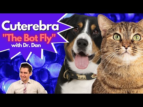 Does your cat or dog have a Cuterebra or Bot Fly Infection?!  Dr. Dan explains.