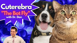 Does your cat or dog have a Cuterebra or Bot Fly Infection!  Dr. Dan explains.