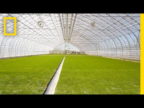 Iceland Is Growing New Forests for the First Time in 1,000 Years | Short Film Showcase