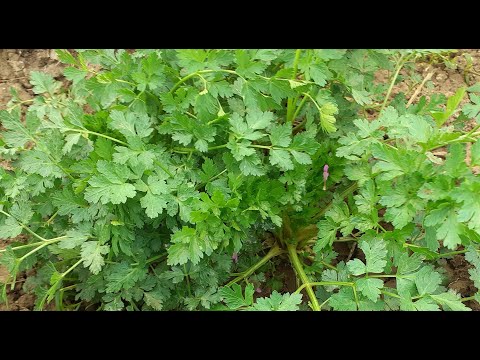 SVI NAČINI SJETVE I UZGOJA PERŠUNA