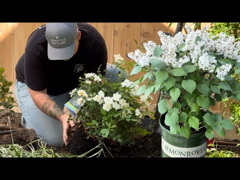 Planting a Stunning Lilac and Rose! 🌹 || Visit Our Garden