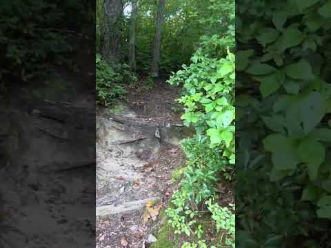 Nature Walk - Relaxing