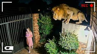 Animais Selvagens Invadindo Cidades Capturados em Câmera