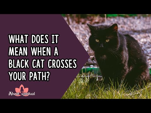What Does It Mean When a Black Cat Crosses Your Path?