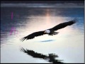 Third Day Eagles with Lyrics