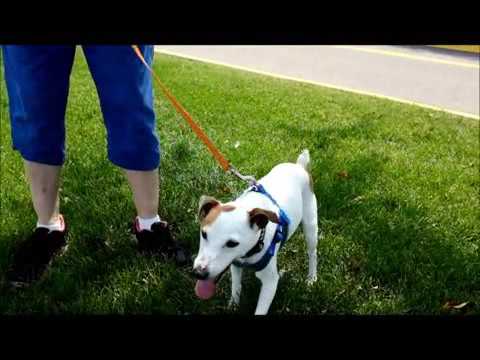 LOCKET, an adopted Jack Russell Terrier Mix in Farmington, MN_image-1