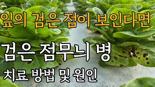 여름 철 조심해야 하는 검은 점무늬 병이 발병 되는 원인과 치료 방법