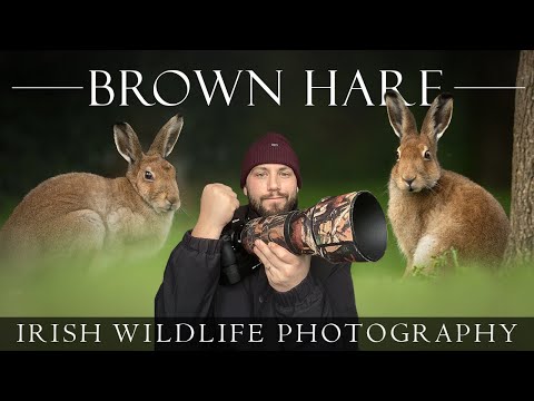 Amazing Morning ** Irish Wildlife Photography - Irish Hare