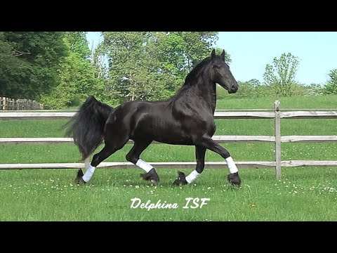 Delphina ISF at Iron Spring Farm, June 2020