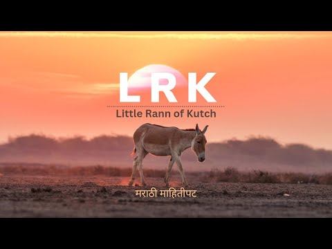 Little Rann of Kutchh | LRK | Wildlife | Birding | Info | Marathi Documentary |What to Expect at LRK