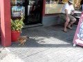 Kfc Why Did The Chicken Cross The Road