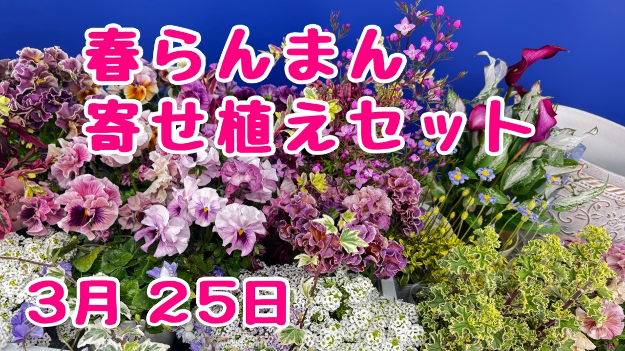春らんまんセット　#パンジー 　#カラー フローズンクイーン　#プランツギャザリング　#寄せ植え　2026年3月25日