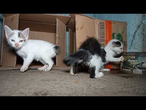 ANAK KUCING ASIK BERMAIN , TIDAK TAU BAHWA MEREKA DI BUANG DAN HARUS BERJUANG HIDUP TANPA INDUKNYA