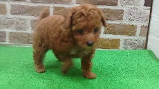 タイニープードルの動画01