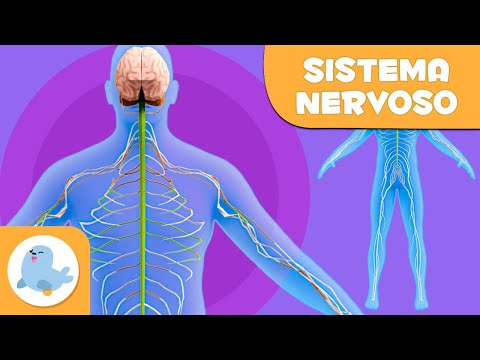 Il sistema nervoso | Il corpo umano per bambini