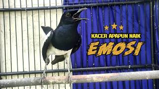 Download lagu Suara Burung Kacer Bikin Lawan Emosi Gacor, Pancingan Kacer Agar Cepat Emosi Gacor mp3 Download lagu Suara Burung Kacer Bikin Lawan Emosi Gacor, Pancingan Kacer Agar Cepat Emosi Gacor mp3
