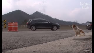 Dog Left To Die In The Middle Of An Expressway | Animal In Crisis EP26