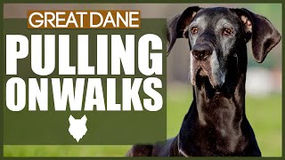 How To STOP Your GREAT DANE PULLING ON WALKS