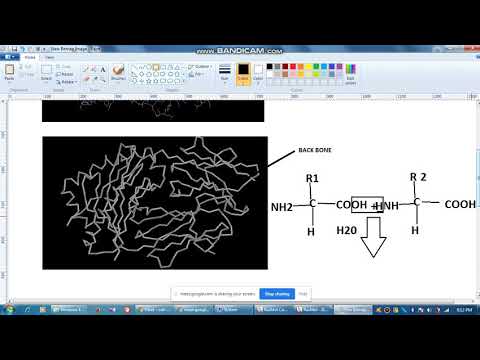 MCH II Immunoinformatics Visualization Backbone Structure of a 3D Co ordinate File and its Role