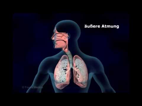 Unser Körper in 3D - Atmung (Schulfilm-Vorschau)