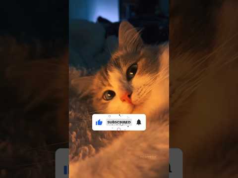 Zwierzęta działające 😱