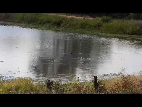 Djuma: Three Hippos - 10:32 - 04/15/21