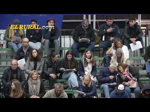 26-05-22 - Jura de Clasificación Individual de Hembras - Parte 01 - Expo. Angus Centenario