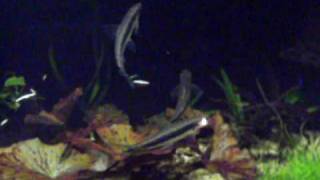 preview picture of video 'roodbekzalmpjes in aquarium bij avondverlichting'