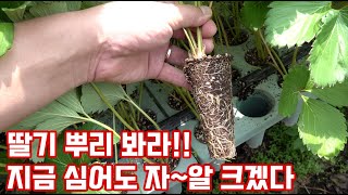 딸기 육묘 잘 되고계신가요? 꼭 자기 딸기묘의 상태 확인해 보세요!!! 정식 후 관리가 아닌 지금…
