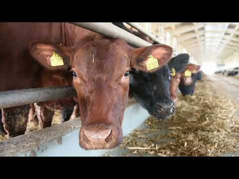 ABERDIN ANGUS - šta morate da znate o ovoj rasi goveda? Farma Novi Slankamen