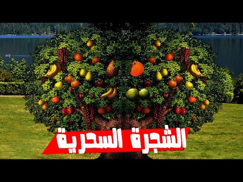 , title : 'ظاهرة الاشجار السحرية .التي تنتج 40 نوع من الفاكهة في شجرة واحدة 🌲'