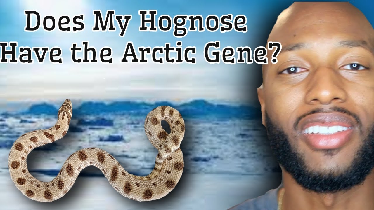 Does My Hognose Have the Arctic Gene?