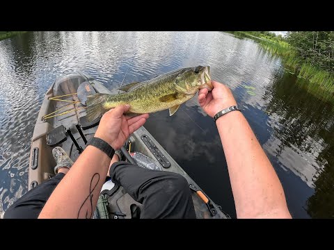 NONSTOP ACTION JUNEBUG FLUKE