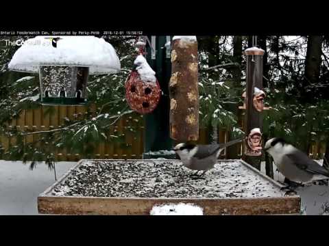 Trio of Gray Jays Investigate the Feeder Options in Ontario – Dec. 1, 2016