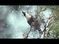 Angels of Light - One For Hope [Music Video]