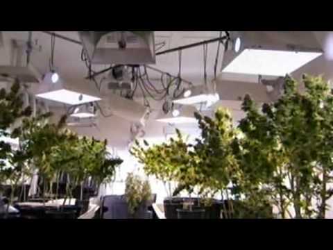 Marijuana Nation