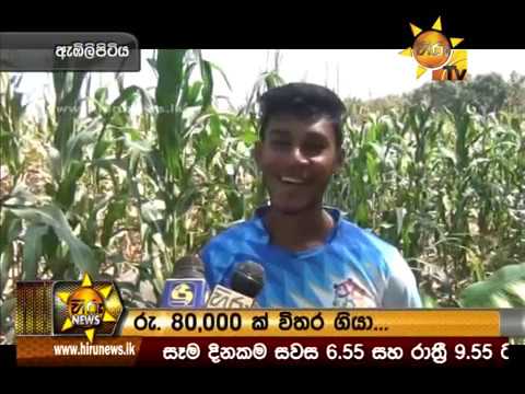 Hiru News 6.55 PM | 2019-01-24