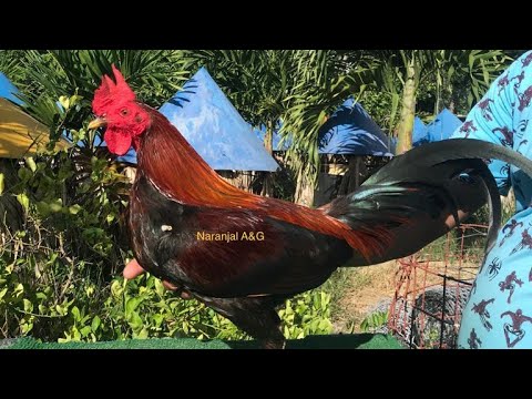 El 3621, para probarse como padre. Inf 829-432-0131