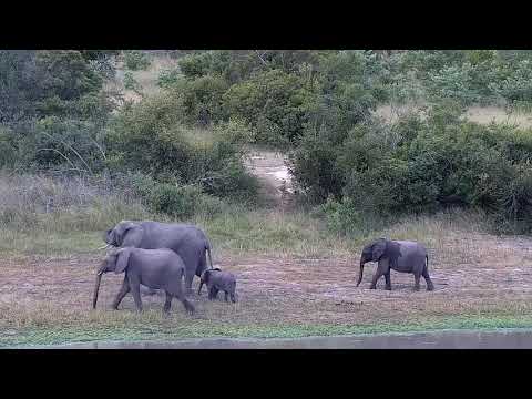 Djuma: Small group of Elephants - 17:37 - 02/21/2022
