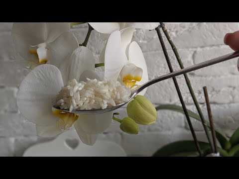 , title : 'Udaţi orhideele cu apă de orez şi veţi fi mulţumiţi de rezultat'