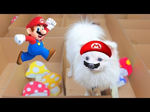Mushroom Maze Contest For Snowball And Min Dog | DIY Pet Toys