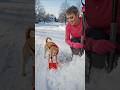 Half Pint the #chihuahua helping Mama shoveling snow. #doglovers #dogcommunity