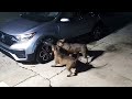 Dogs Cause 3 000 In Car Damage After Trying To Catch Cat