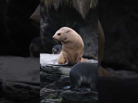 What does World Animal Day mean to you? ❄️🐻‍❄️🦭