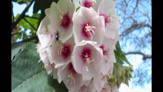 Convulsionários - Livro dos Espíritos