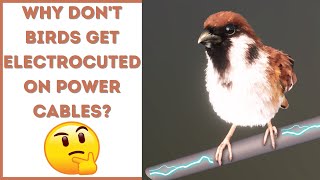 Why don't Birds get Electrocuted on Power Cables? (3D Animation) #Shorts