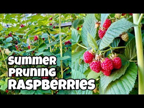 Thinning Summer Fruiting Raspberries For Healthy Fruits